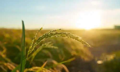 Agriculture